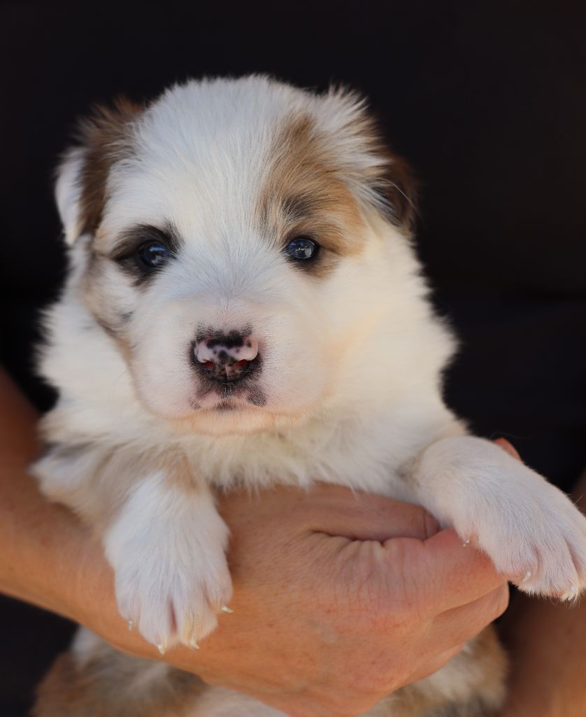 Des Contreforts Du Vercors - Chiots disponibles - Border Collie